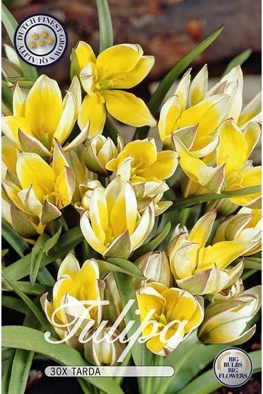 Tulip Tarda 30-pakning